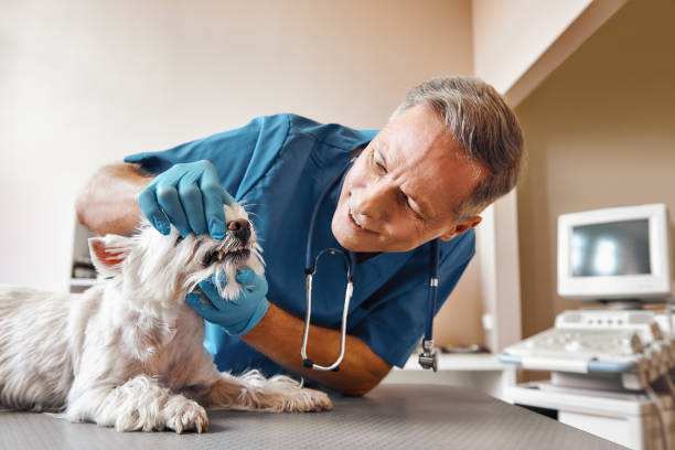 Best Emergency Care for Gum Disease in Sardis, MS